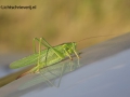 grote groene sabel sprinkhaan