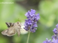 gamma uil op lavendel